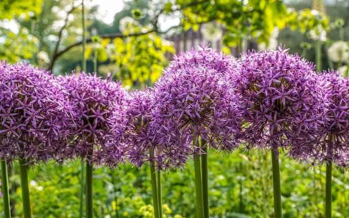 Zierlauch, Globemaster, Allium