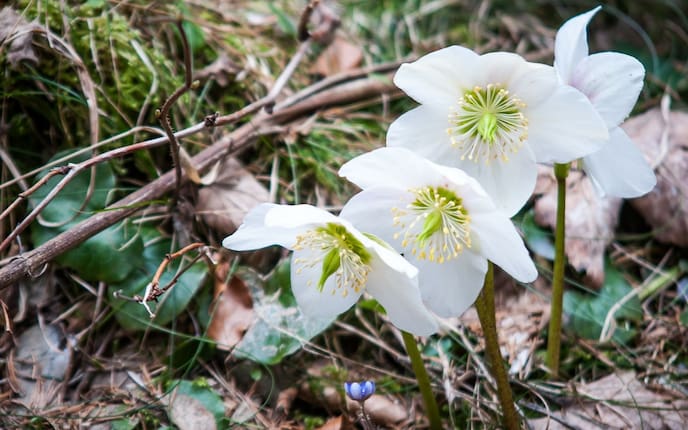Pflanzenporträt, Christrose, Schneerose, Pflege, Blütezeit, Gartenwissen, Winterblüher