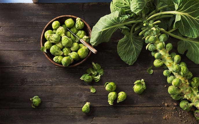 Kohlsprossen Rosenkohl Kohl Gemüse Pflanzenporträt