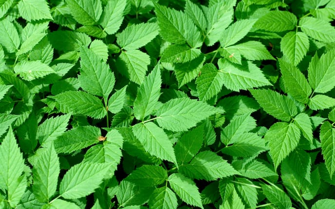 Servus, Garten, Giersch