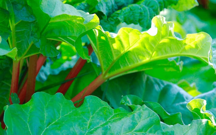 Jauche aus Rhabarberblättern