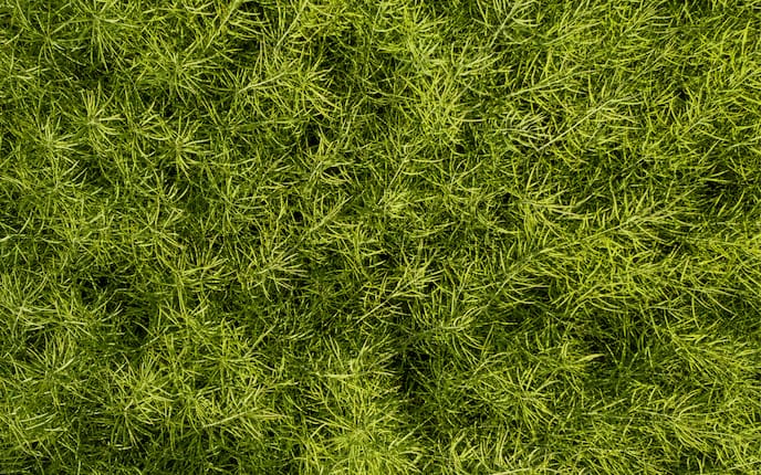 Jauche aus Schachtelhalm