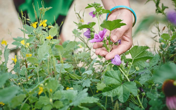 Murtal, Kräuter, Servus