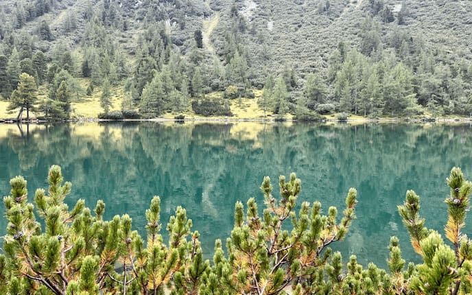 Der Große Scheibelsee, Latschenkiefern, Bösenstein, Hohentauern