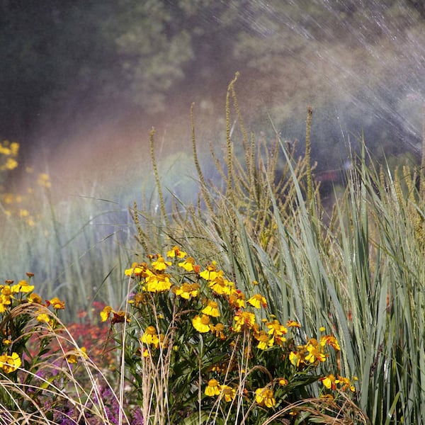 Gärtnern im Wandel: Wie der Garten Klimafest wird