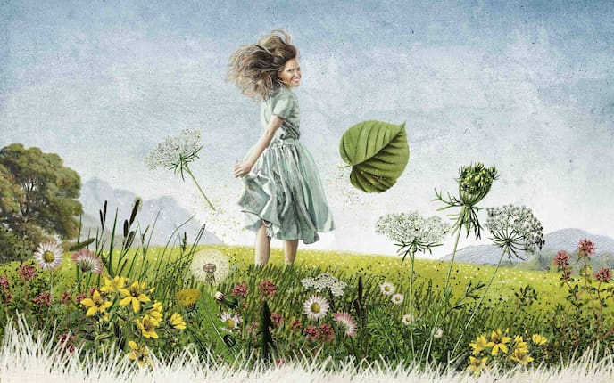 Frauenmantel, Pflanze, Heilkraut, Heilpflanze, Regentropfen, Tautropfen