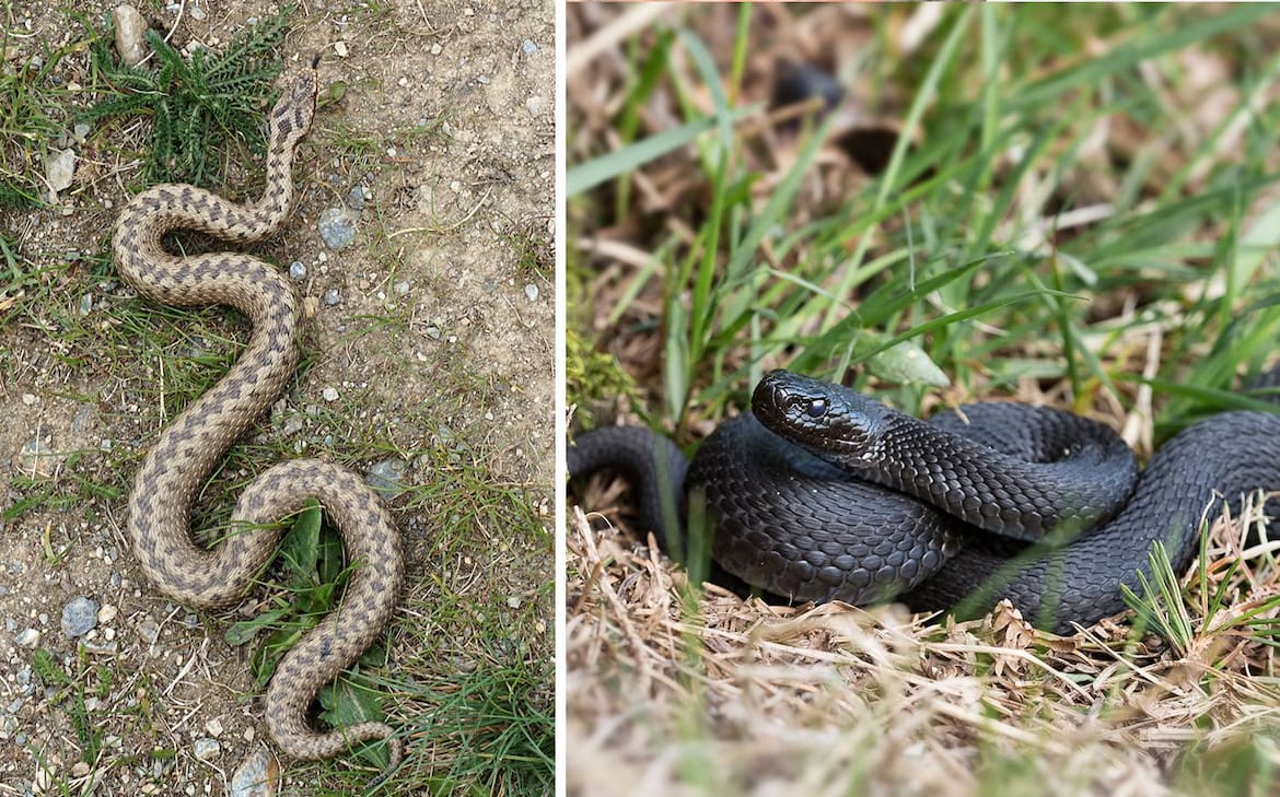️ Diese zwei heimischen Schlangen sind giftig - Servus