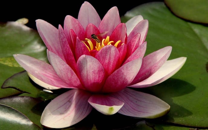 Seerose, Wasserlilie, rosa, Schwebeflige, Teich