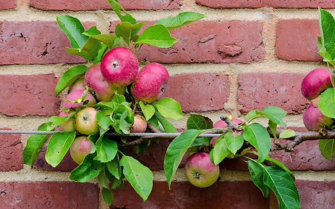 Spalierobst, Apfel, Apfelbaum, Garten, Apfelbaumzweig an mit einem Seil an eine Backsteinmauer gebunden