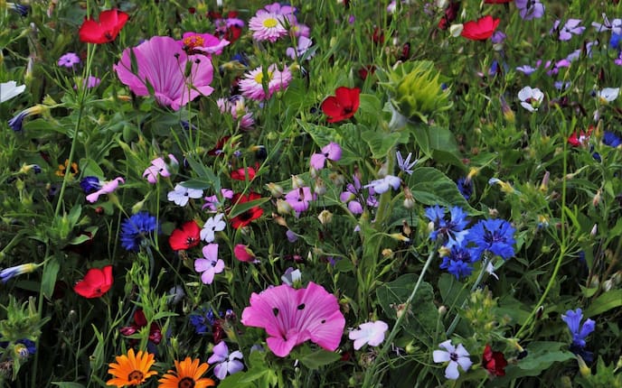 Sommerblumen Staudenbeet Lückenfüller Blumenwiese Blumenbeet
