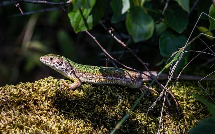 Smaragdeidechse Nationalpark Thayatal