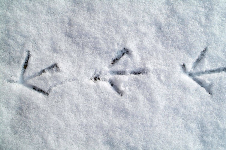 Fasanspur im Schnee, Tierspuren, Winter, Servus
