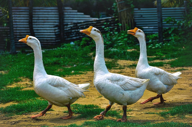 Tiere, Tierwissen, Gänse, Wachhunde, wachen