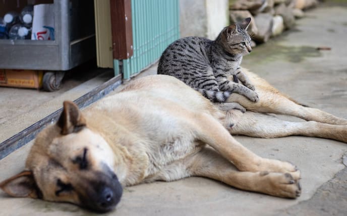 Tiere, Tierwissen, Katzen, Hunde, Futternapf, Essen