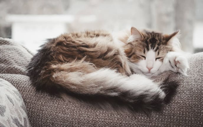 Tiere, Tierwissen, Katzen, Winterschlaf, Winter, Müdigkeit, schlafen