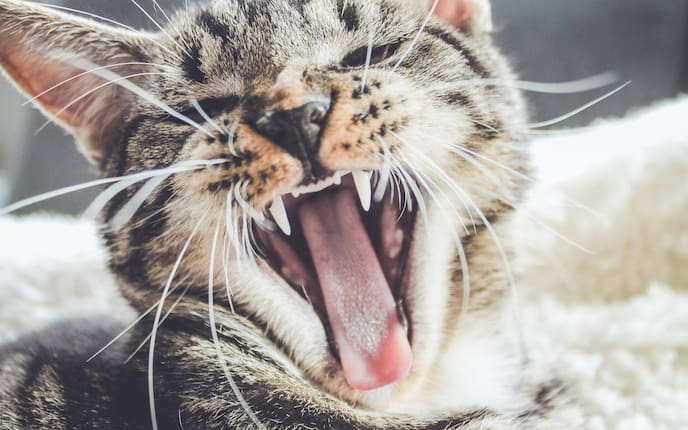 Tiere, Tierwissen, Katze, Zahnpflege, Katzenpflege, Mäusejagd