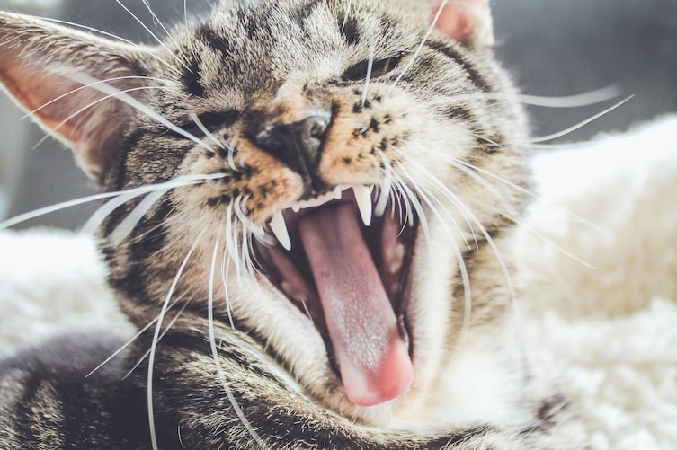 Tiere, Tierwissen, Katze, Zahnpflege, Katzenpflege, Mäusejagd