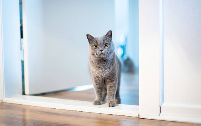 Tiere, Tierwissen, Katzen, Menschen, Spielen, Türe