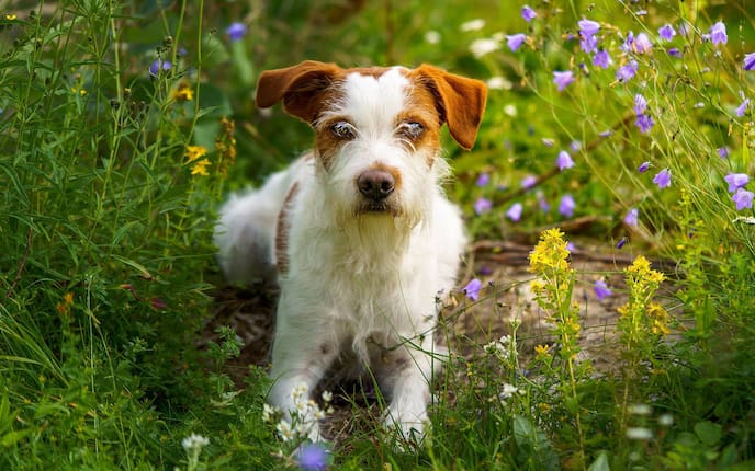 Tiere, Tierwissen, Kromfohrländer, Hunde, Hunderasse, klein