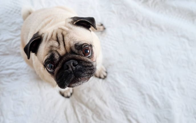 Tiere, Tierwissen, Mops, Rassenporträt, Hunde, Hunderasse, Sorgenfalten, Kulleraugen