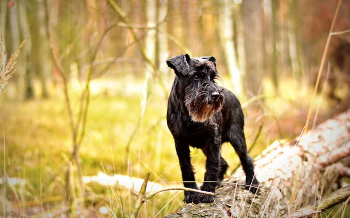 Tiere, Tierwissen, Zwergschnauzer, Hunderasse, Rassenporträt, Hunde, schwarz, Wald