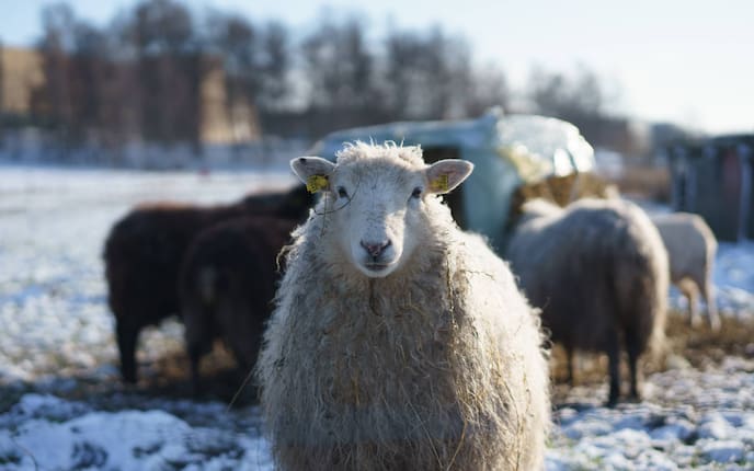 Tiere, Tierwissen, Schafe, winterfest, Fell, Wolle, Winter, Bauernhof