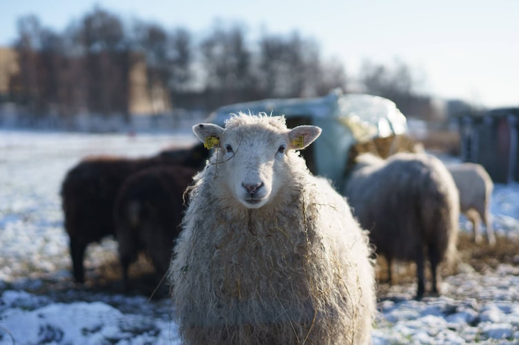 Tiere, Tierwissen, Schafe, winterfest, Fell, Wolle, Winter, Bauernhof