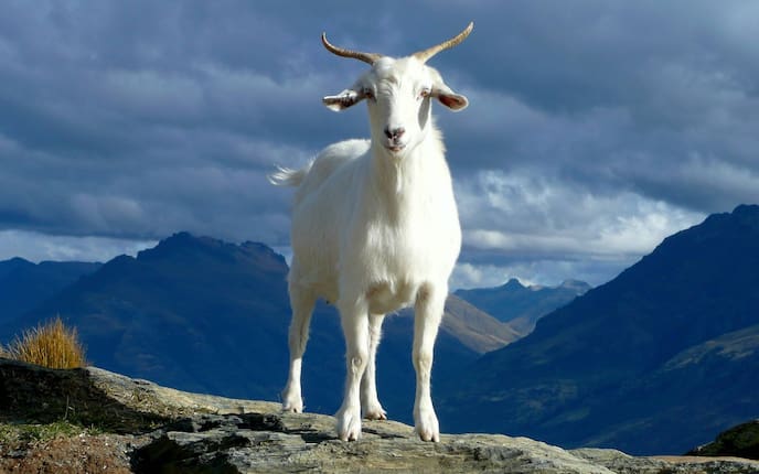 Tiere, Tierwissen, Berge, Ziegen, Klettern, Natur