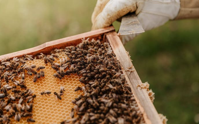 Bienen sitzen auf ihren Waben (Foto: Unsplash)
