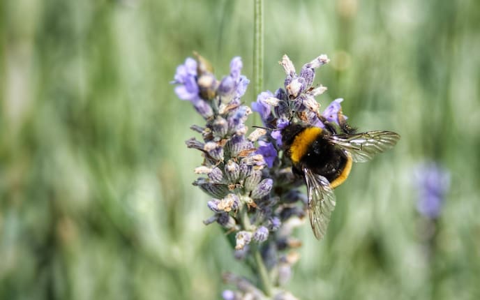 Biene sitzt am Lavendel (Foto: Unsplash)