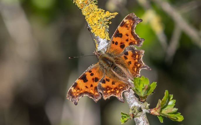 Butterfly, Insect, Animal