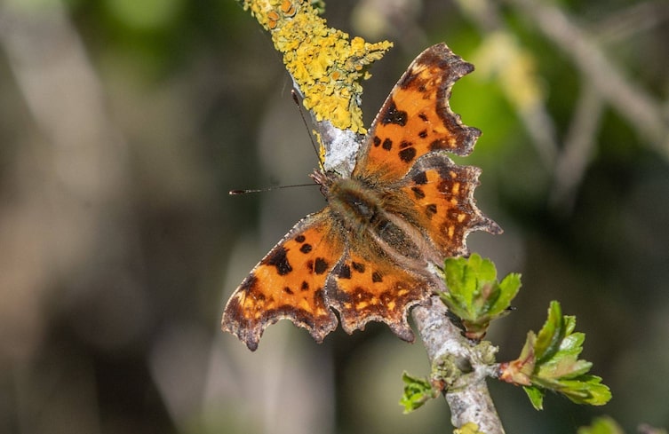 Butterfly, Insect, Animal