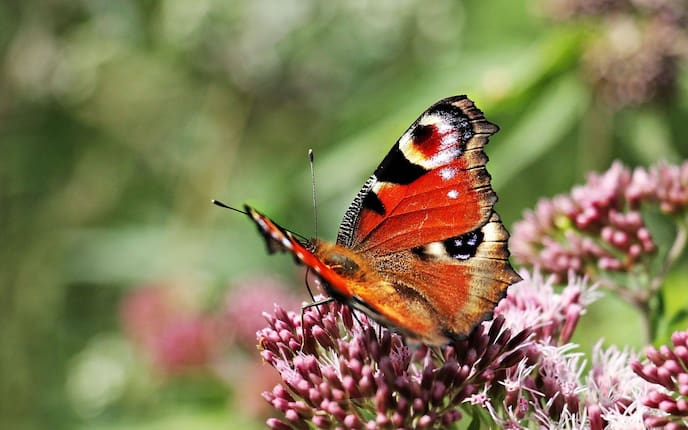 Insect, Animal, Invertebrate