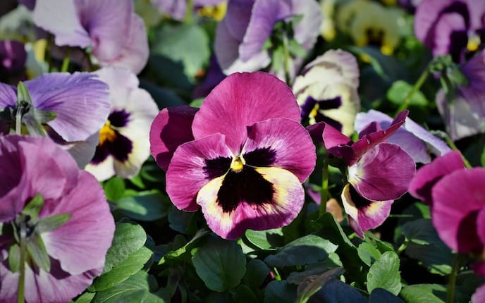 Stiefmütterchen Veilchen Pflanzenportrait