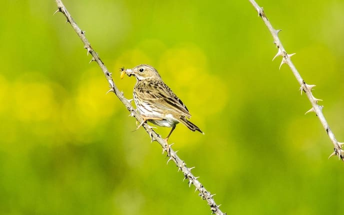 Feldlerche, Vogel, Ast, Dornen