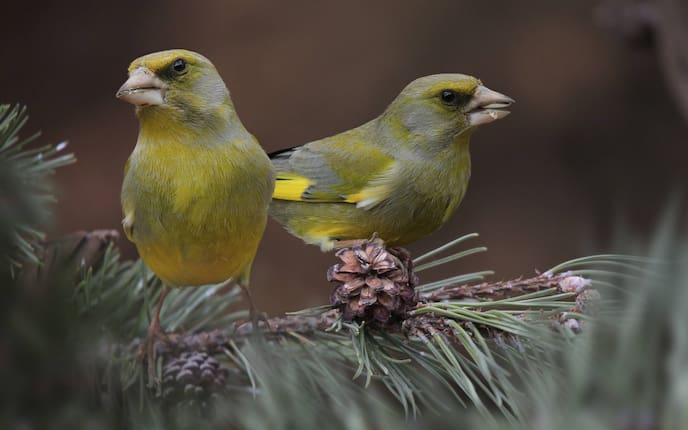 Grünling, Singvogel, Vogeluhr