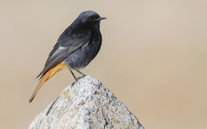 Hausrotschwanz, Singvogel, Vogeluhr