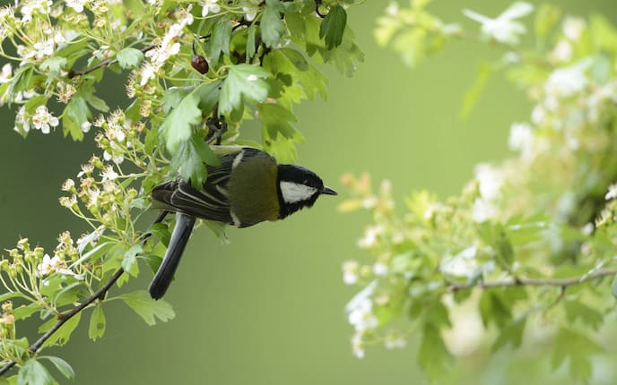 Kohlmeise, Singvogel, Vogeluhr
