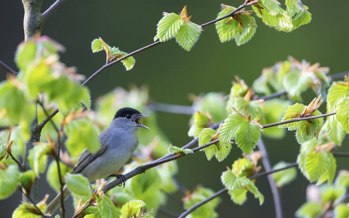 Mönchsgrasmücke, Vogel, Singvogel, Schnabel