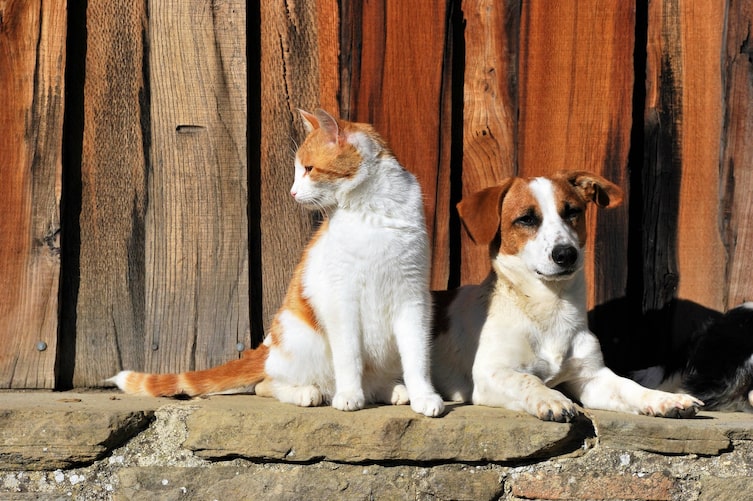 Haustiere, Tierliebe, Katze, Hund, Servus