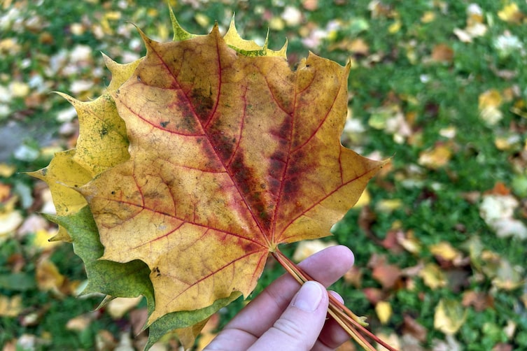 Ahornblätter für die Blätterkrone, Servus