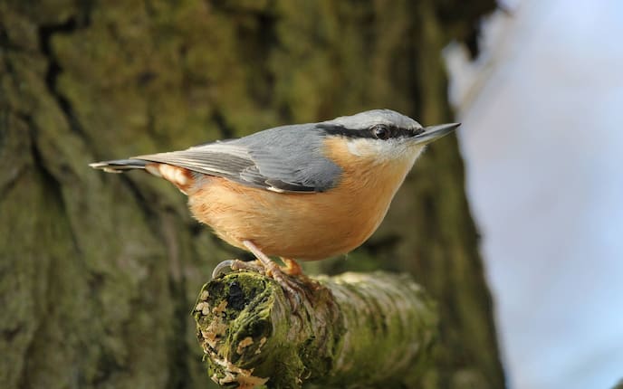 Kleiber, Singvogel, Vogeluhr