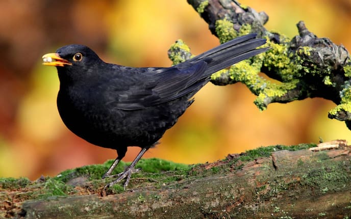 Amsel, Singvogel, Vogeluhr