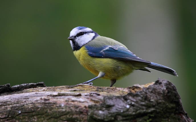 Blaumeise, Singvogel, Vogeluhr