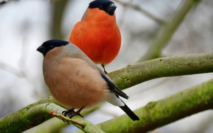 Gimpel, Pärchen, Singvogel, Vogeluhr