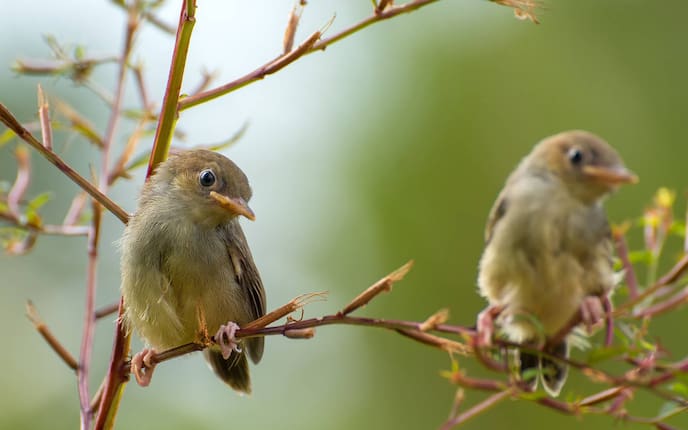Nachtigall, Singvogel, Vogeluhr