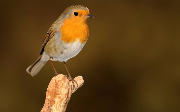 Rotkehlchen, Singvogel, Vogeluhr