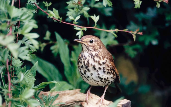 Singdrossel, Singvogel, Vogeluhr
