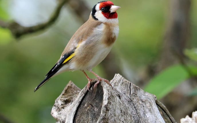 Stieglitz, Vogel, Schnabel, bunt