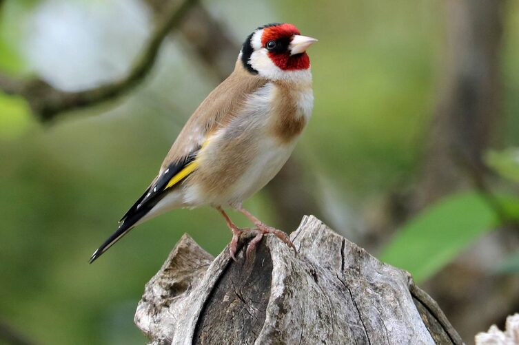 Baby billig So viele stieglitz ringe kaufen Absturz Zerfallen Verrückt